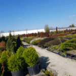 Jak skutecznie nawadniać ogrod w Nadarzynie?