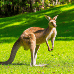 Zagadkowe i fascynujące kangury - mistrzowie skoków zamieszkujący Australię