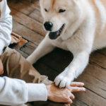 6 skutecznych sposobów na zapobieganie szczekaniu psa podczas samotności