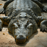 Coccodrillo - historia i tajemnice krokodyli