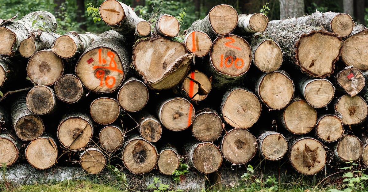 Rozkwitający przemysł drzewny w Polsce: rewolucja dla lokalnej gospodarki